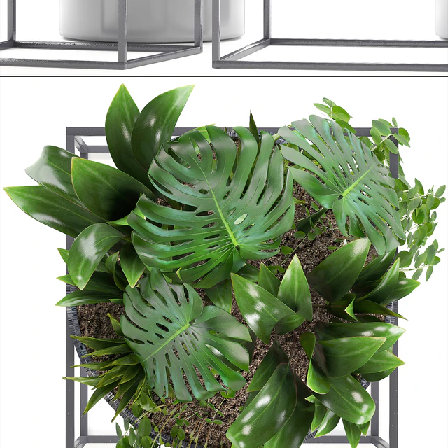 Collection of plants. Schefflera, Tradescantia, black flowerpot, loft, indoor plants, bushes — Descargar