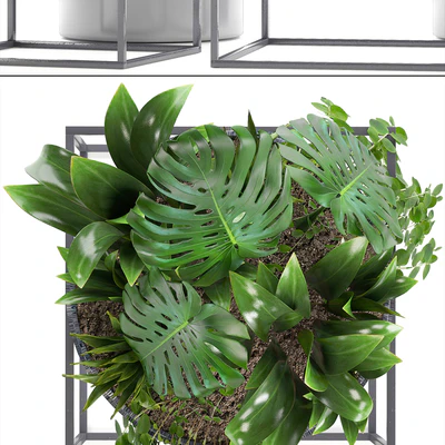 Collection of plants. Schefflera, Tradescantia, black flowerpot, loft, indoor plants, bushes — Ver 2