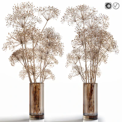 Dry flowers 7 Heracleum — Вид 1