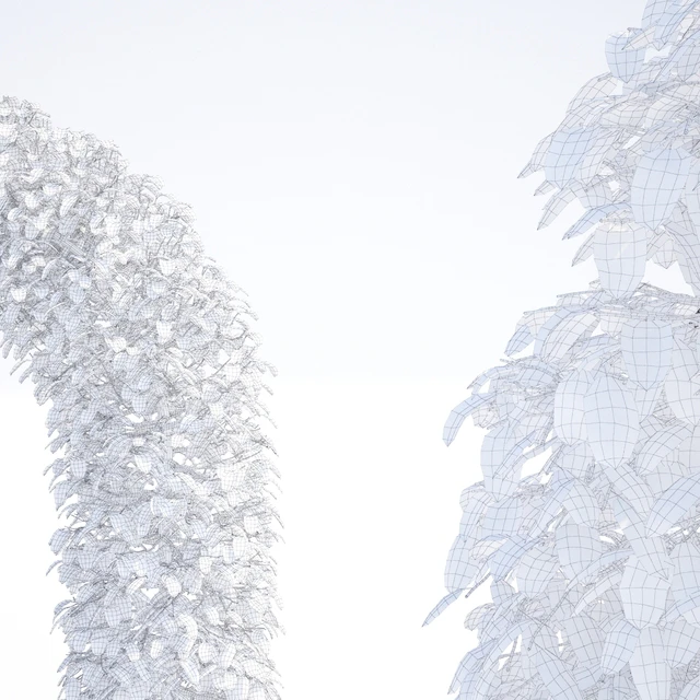 Beech european arch | Fagus sylvatica arc — Descargar