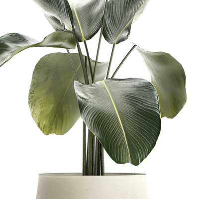 Exotic bush Calathea lutea in a pot, Strelitzia. Plants 1310 — Ver 4