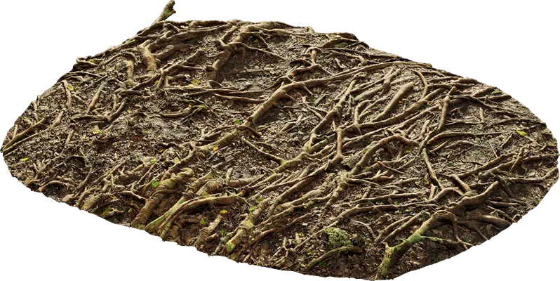 mossy forest roots 001 — Descargar