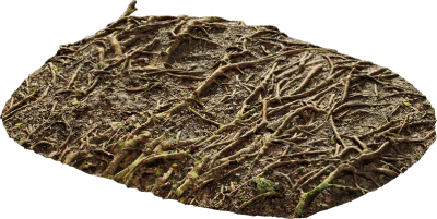 mossy forest roots 001 — Descargar
