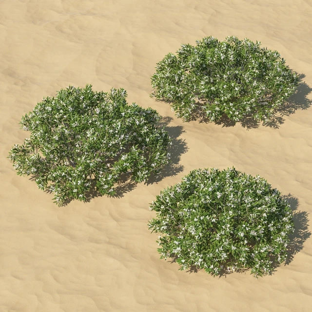 Leucopogon parviflorus, shrub — Descargar