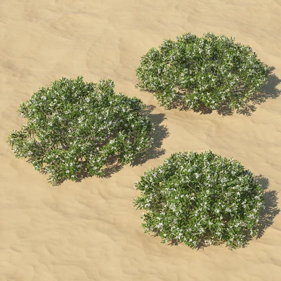 Leucopogon parviflorus, shrub — Ver 2