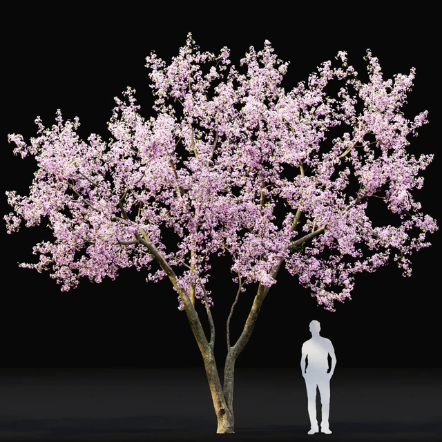 Prunus cerasus | Cherry flowering # 2 — Descargar