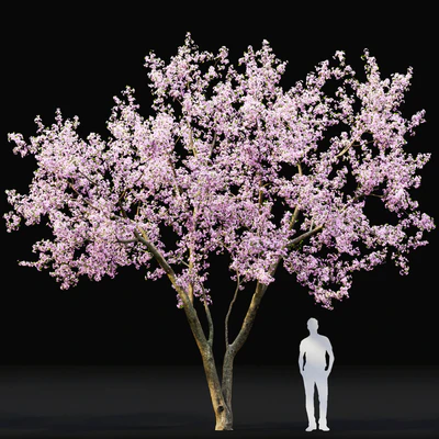 Prunus cerasus | Cherry flowering # 2 — Ver 3
