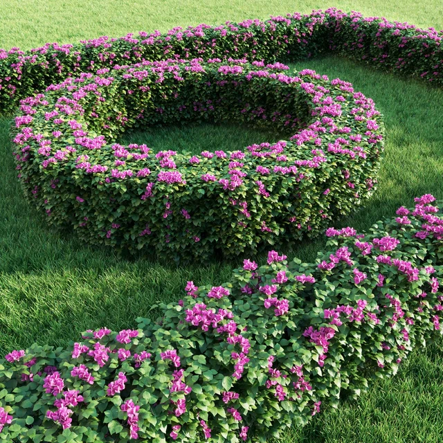 Bougainvillea Hedge 0.8 m Height — Скачать