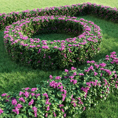 Bougainvillea Hedge 0.8 m Height — Вид 2
