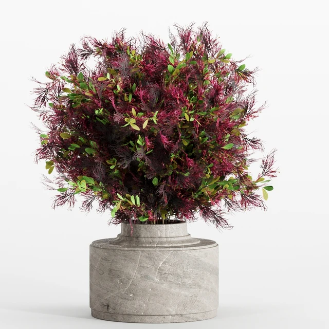 bouquet 7 — Descargar
