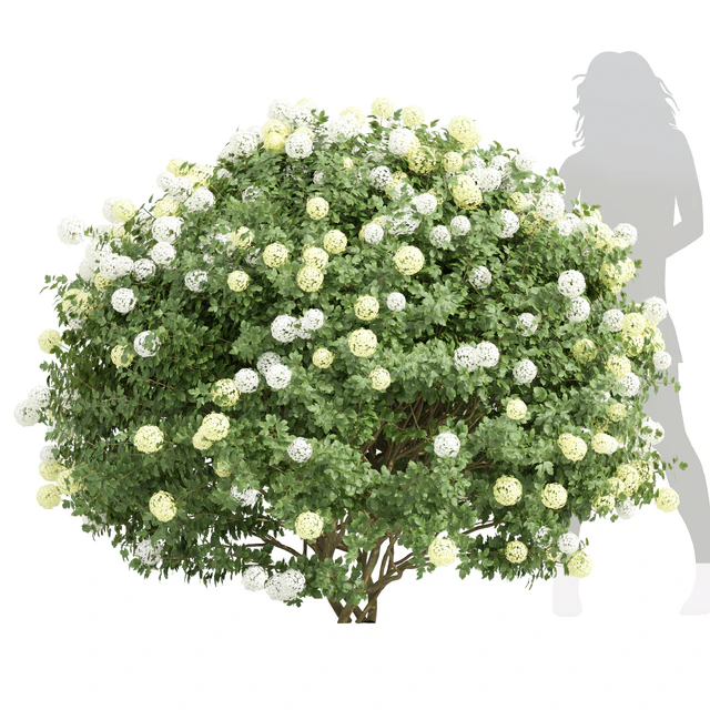 New Plant Edgeworthia Chrysantha Paperbush Viburnum Opulus Roseum Bush — Descargar