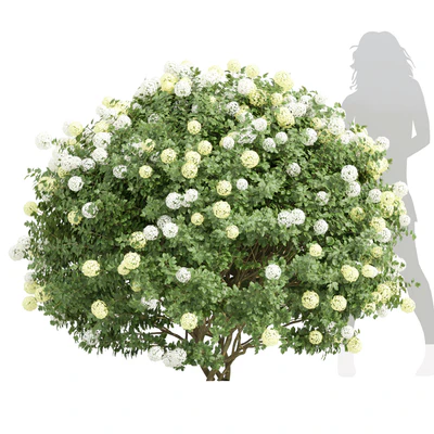 New Plant Edgeworthia Chrysantha Paperbush Viburnum Opulus Roseum Bush — Ver 4