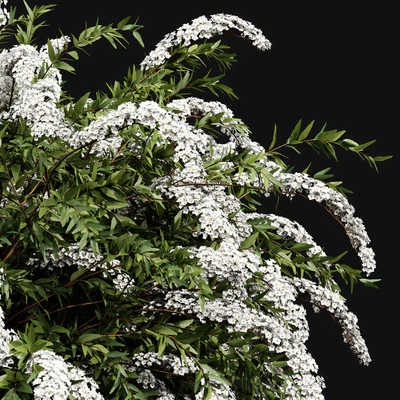 Spiraea cinerea 3 Material Grefsheim flowering shrub — Ver 5