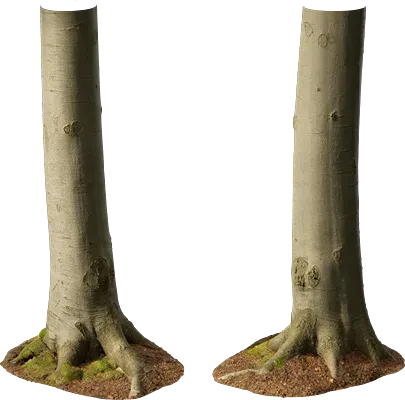 beech tree trunk 009 — Descargar