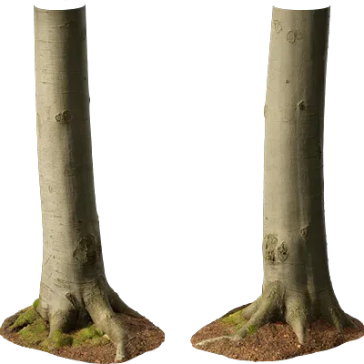 beech tree trunk 009 — Descargar