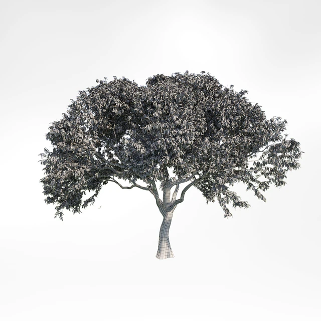peach tree 2 — Descargar