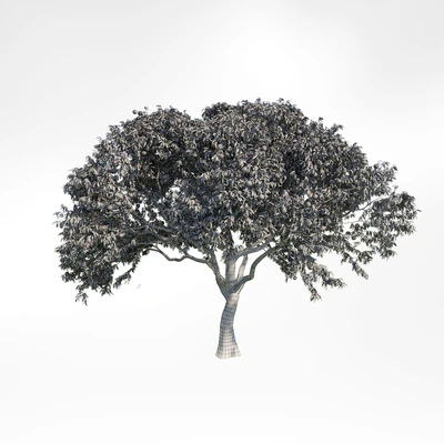 peach tree 2 — Ver 2
