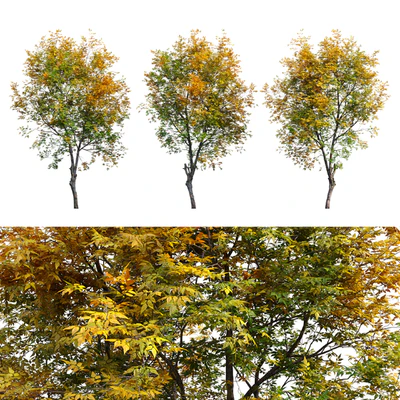 Fraxinus excelsior 02 — Ver 4