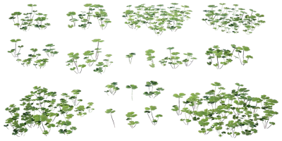 wood sorrel 001 — Descargar