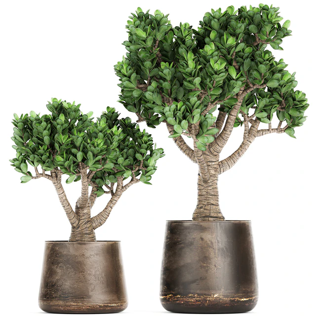 Collection of plants in metal pots with flower Crassula. Set 930. — Descargar