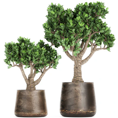 Collection of plants in metal pots with flower Crassula. Set 930. — Ver 1