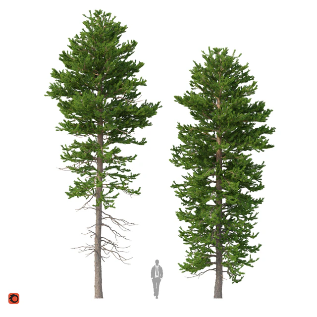 Norway spruce Set 1 Corona — Descargar