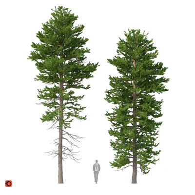 Norway spruce Set 1 Corona — Ver 1