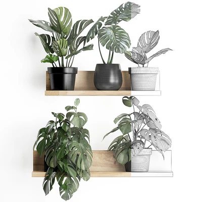 Plant Collection 403. Shelf with flowers, Monstera, shelf with plants, black pot, indoor plants, eco design — Ver 2