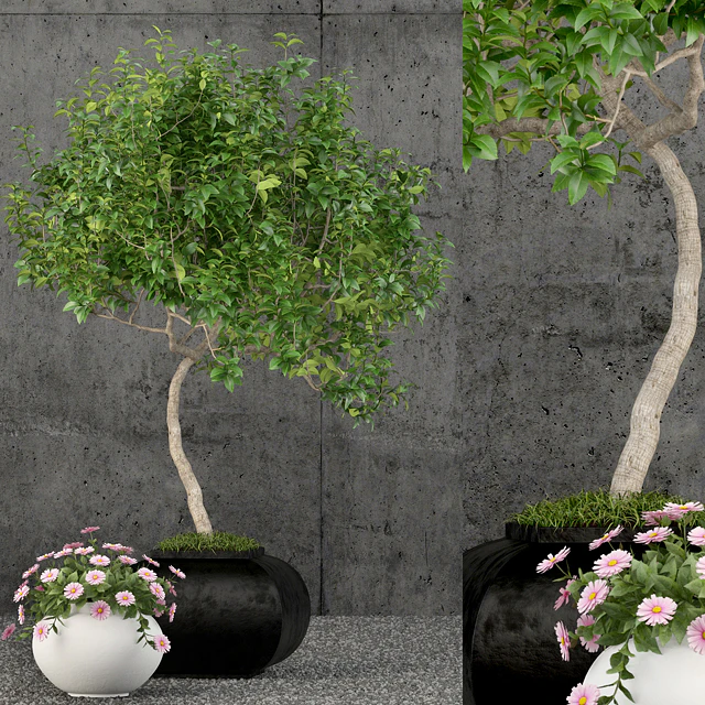 Plants collection 61 — Скачать