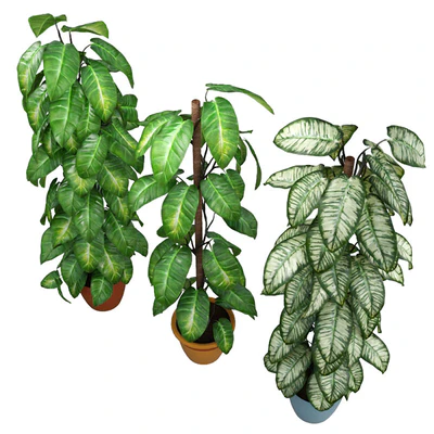 Philodendron — Ver 3
