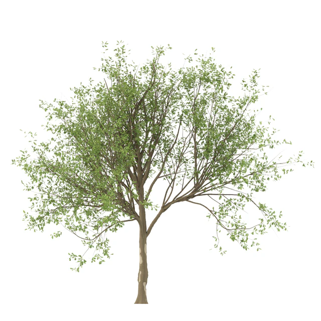 Set of Korean Oak and simple Oak Trees — Descargar