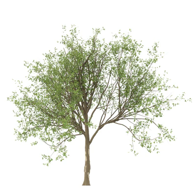 Set of Korean Oak and simple Oak Trees — Ver 3