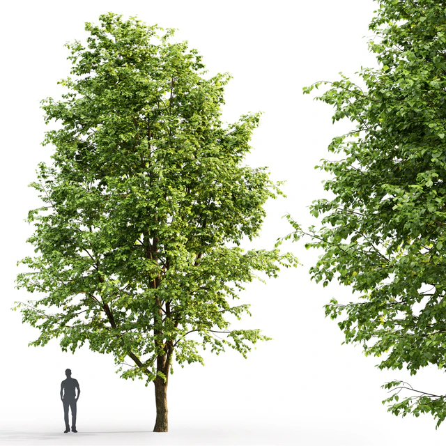 Tilia platyphyllos — Скачать