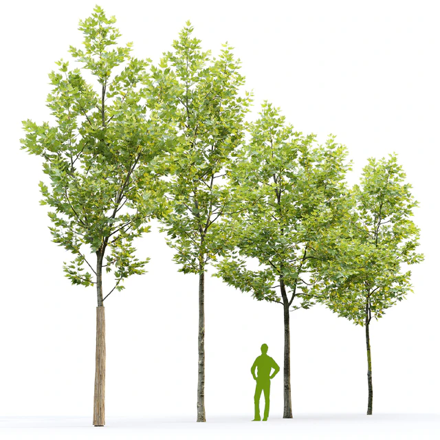 Sycamore / Platanus #22 — Descargar