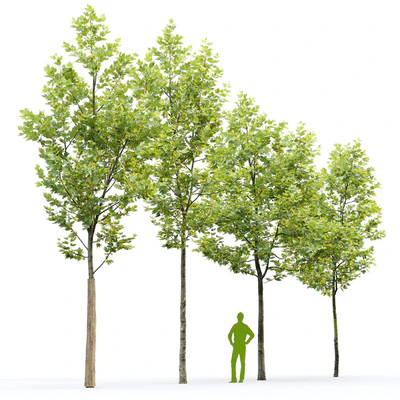 Sycamore / Platanus #22 — Ver 3