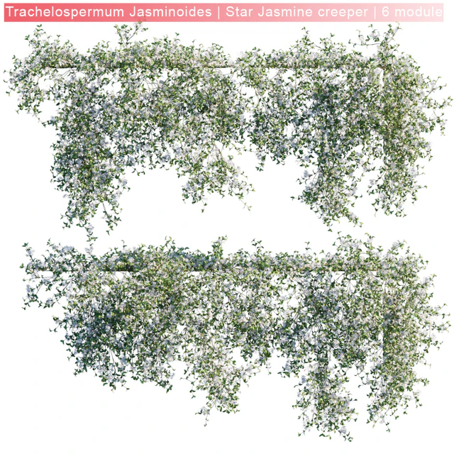 Trachelospermum Jasminoides | Star Jasmine creeper | 6 module — Скачать