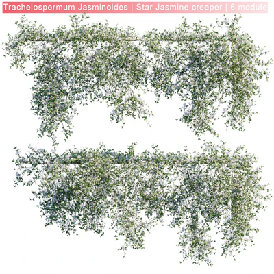 Trachelospermum Jasminoides | Star Jasmine creeper | 6 module — Вид 1