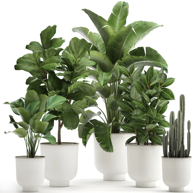 Collection of plants in white pots with banana palm, ficus tree, Strelitzia. Set 906. — Descargar
