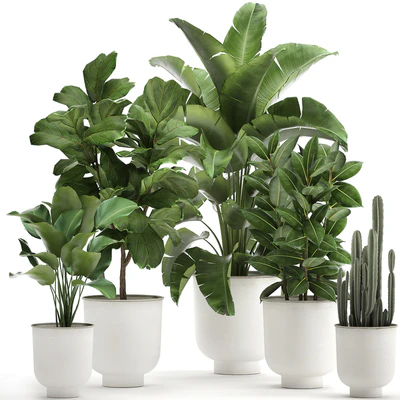 Collection of plants in white pots with banana palm, ficus tree, Strelitzia. Set 906. — Ver 1