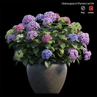 Hydrangea in planters set 04 — Ver 1