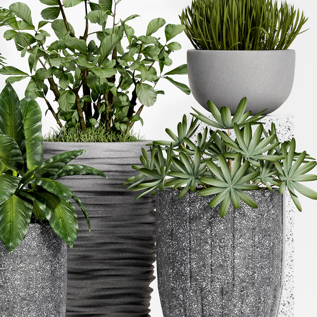 Plant set-115 — Descargar
