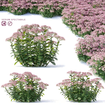Sedum prominent Flowers | Sedum spectabile — Ver 1