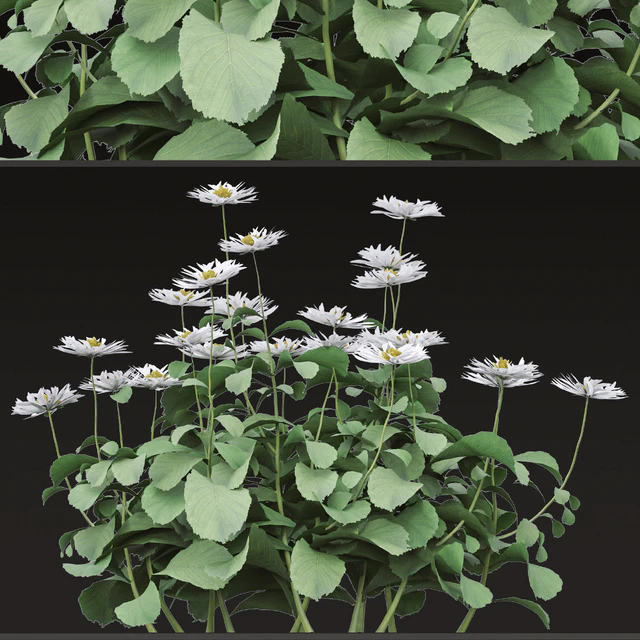 Set of Bellis perennis Flowering Plants (Common daisy) (6 Plants) — Descargar