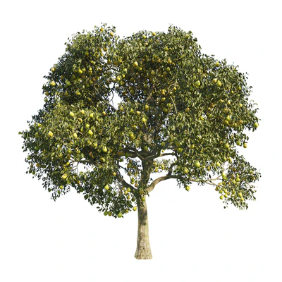 pear tree 1 — Ver 1