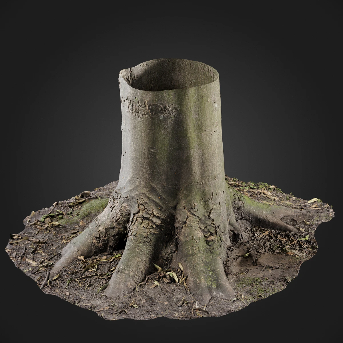 trees and barks 048 — Скачать