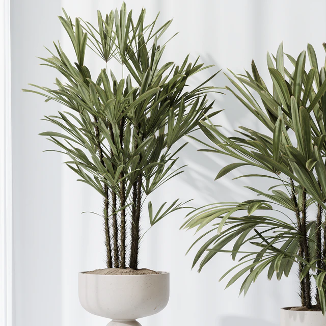 Dracaena Warneckii Lemon and Rhapis Excelsa vases — Скачать