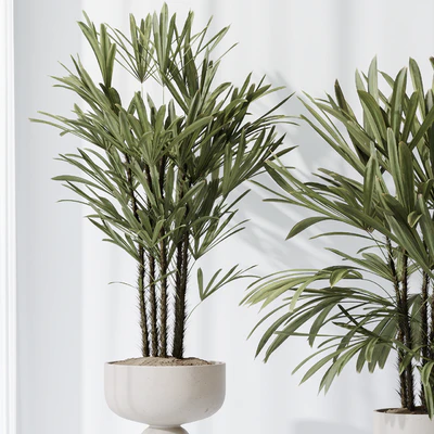 Dracaena Warneckii Lemon and Rhapis Excelsa vases — Вид 5