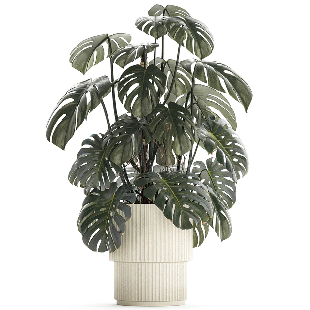 Красивый интерьерный куст растения Монстера в белом цветочном горшке. Коллекция растений 1288 — Скачать