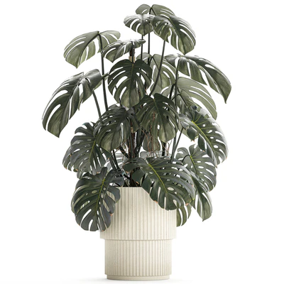 Красивый интерьерный куст растения Монстера в белом цветочном горшке. Коллекция растений 1288 — Вид 5