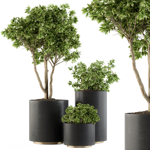 Outdoor Plants Tree in pot - Set 94 — Descargar